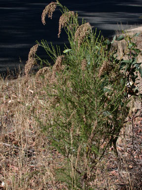 APII jpeg image of Cassinia arcuata  © contact APII