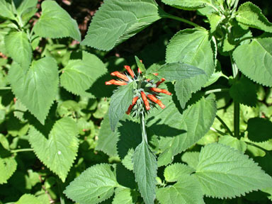 APII jpeg image of Leonotis nepetifolia  © contact APII