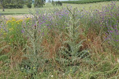 APII jpeg image of Onopordum illyricum  © contact APII