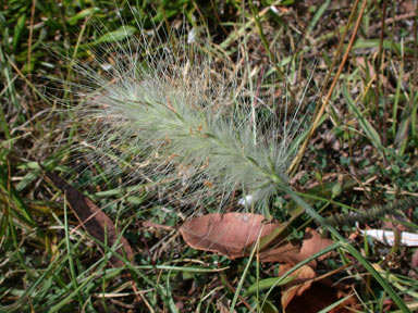 APII jpeg image of Cenchrus longisetus  © contact APII