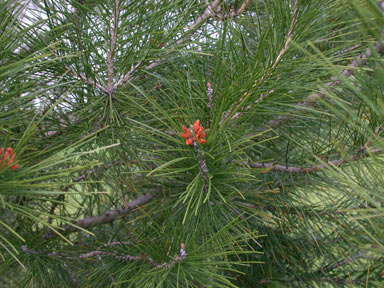 APII jpeg image of Pinus halepensis  © contact APII
