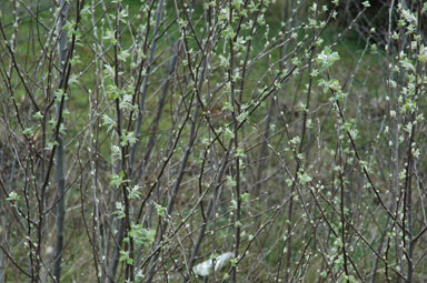 APII jpeg image of Populus alba  © contact APII