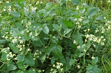 APII jpeg image of Raphanus raphanistrum  © contact APII