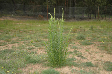 APII jpeg image of Reseda luteola  © contact APII