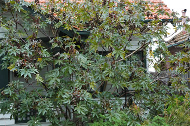 APII jpeg image of Ricinus communis  © contact APII