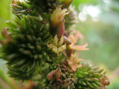 APII jpeg image of Ricinus communis  © contact APII