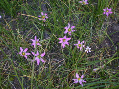 APII jpeg image of Romulea rosea  © contact APII