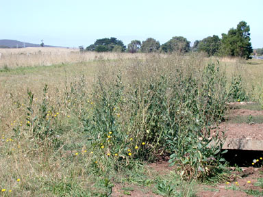 APII jpeg image of Lactuca serriola  © contact APII