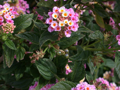 APII jpeg image of Lantana camara  © contact APII