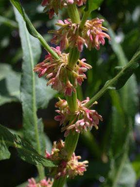 APII jpeg image of Rumex crispus  © contact APII