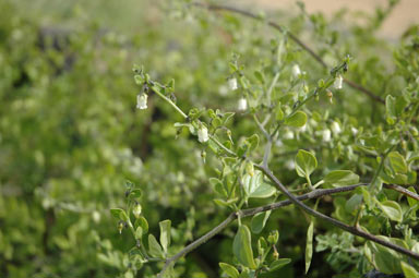APII jpeg image of Salpichroa origanifolia  © contact APII