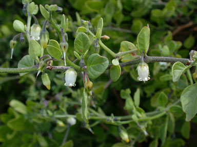 APII jpeg image of Salpichroa origanifolia  © contact APII