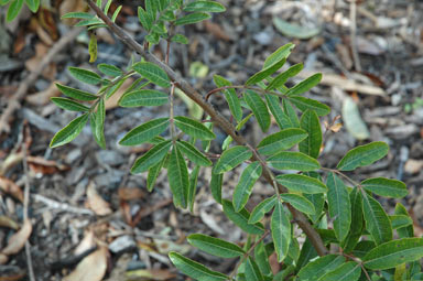 APII jpeg image of Schinus terebinthifolius  © contact APII