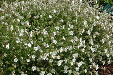 APII jpeg image of Silene vulgaris  © contact APII