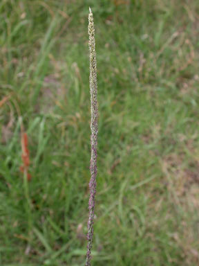 APII jpeg image of Sporobolus africanus  © contact APII