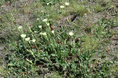 APII jpeg image of Urospermum dalechampii  © contact APII