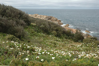 APII jpeg image of Zantedeschia aethiopica  © contact APII