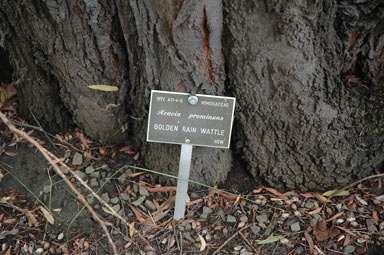 APII jpeg image of Acacia prominens  © contact APII