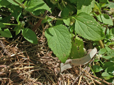 APII jpeg image of Ageratum conyzoides  © contact APII