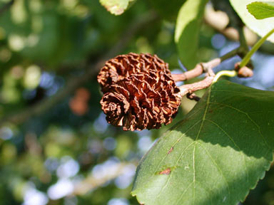 APII jpeg image of Alnus cordata  © contact APII