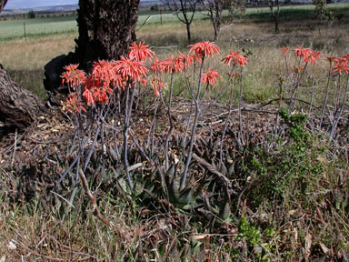 APII jpeg image of Aloe maculata  © contact APII