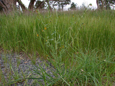 APII jpeg image of Amsinckia lycopsoides  © contact APII