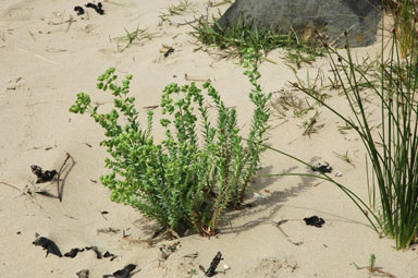 APII jpeg image of Euphorbia paralias  © contact APII