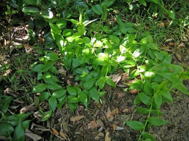 APII jpeg image of Gloriosa superba  © contact APII