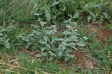 APII jpeg image of Heliotropium europaeum  © contact APII