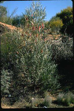 APII jpeg image of Hakea francisiana  © contact APII