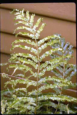 APII jpeg image of Blechnum minus 'Hellyer Fountain'  © contact APII