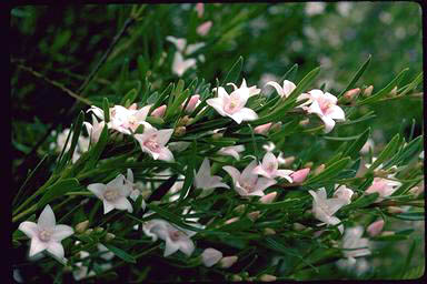 APII jpeg image of Crowea 'Pink Blush'  © contact APII