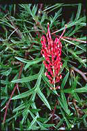 flower image