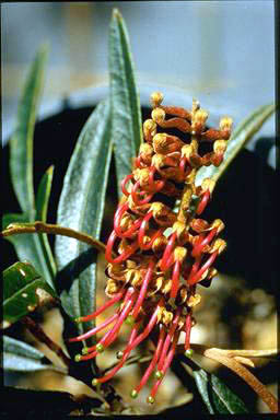 APII jpeg image of Grevillea 'Hunter Beauty'  © contact APII