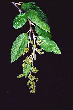 APII jpeg image of Pomaderris apetala  © contact APII