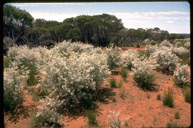 APII jpeg image of Ricinocarpos velutinus  © contact APII