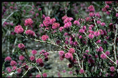 APII jpeg image of Melaleuca spathulata  © contact APII
