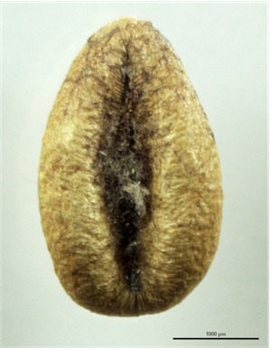 APII jpeg image of Roepera crenata  © contact APII