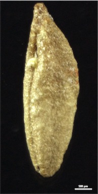 APII jpeg image of Roepera eremaea  © contact APII