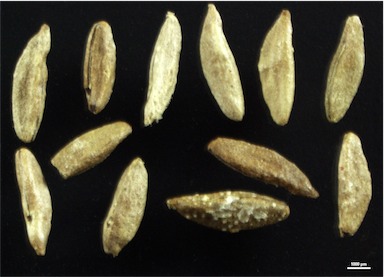 APII jpeg image of Roepera eremaea  © contact APII