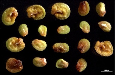 APII jpeg image of Dodonaea peduncularis  © contact APII