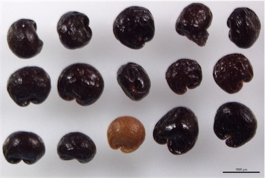 APII jpeg image of Cheiranthera linearis  © contact APII