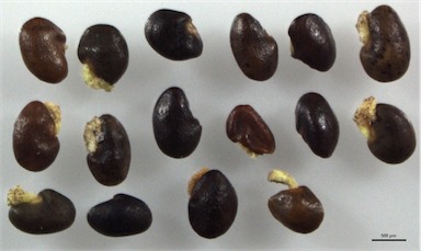 APII jpeg image of Pultenaea setulosa  © contact APII