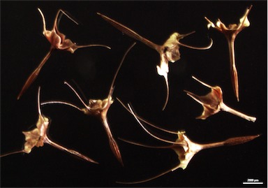 APII jpeg image of Calytrix tetragona  © contact APII