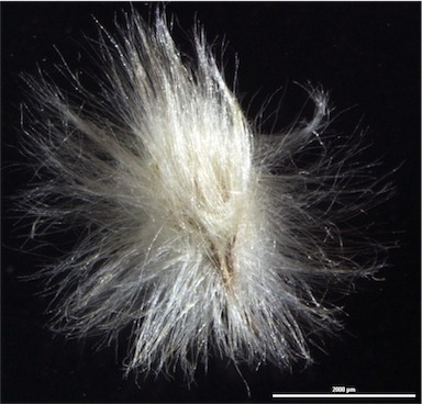 APII jpeg image of Digitaria brownii  © contact APII