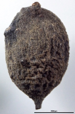 APII jpeg image of Persoonia pinifolia  © contact APII