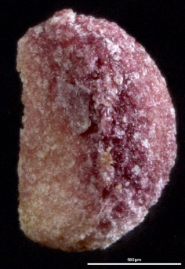 APII jpeg image of Pentachondra pumila  © contact APII