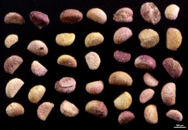 APII jpeg image of Pentachondra pumila  © contact APII