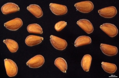 APII jpeg image of Lepidium oxytrichum  © contact APII