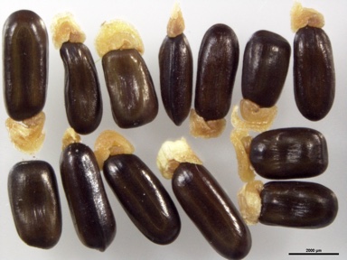 APII jpeg image of Acacia ausfeldii  © contact APII